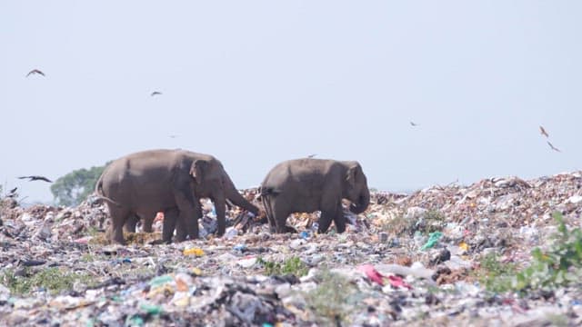 Elephants walking through heaps of garbage with birds flying
