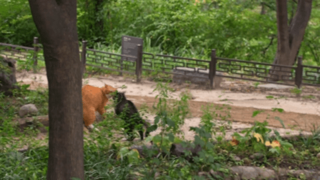 Cats lounging and exploring in a wooded area