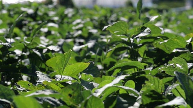 Green soybean leaves growing in a field