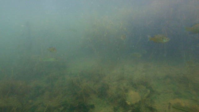 Underwater View of Fish Swimming Amongst Aquatic Plants