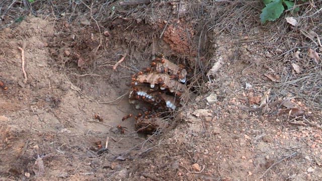 Big vespiary and wasps in the ground