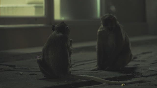 Two Monkeys Sitting on a Pavement at Night