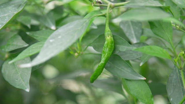 Fresh green peppers and leaves in the pepper field