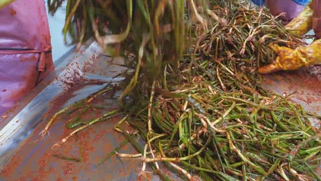 Workers with rubber gloves preparing kimchi on a stainless steel workbench