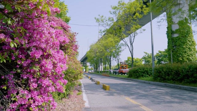 Blooming Pink Flowers Along City Street