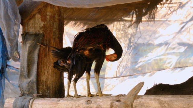 Rooster grooming itself on a wooden perch in a rural area