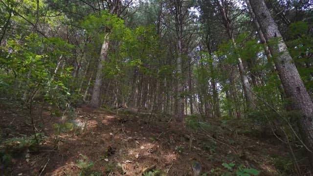 Peaceful Trail Through the Forest
