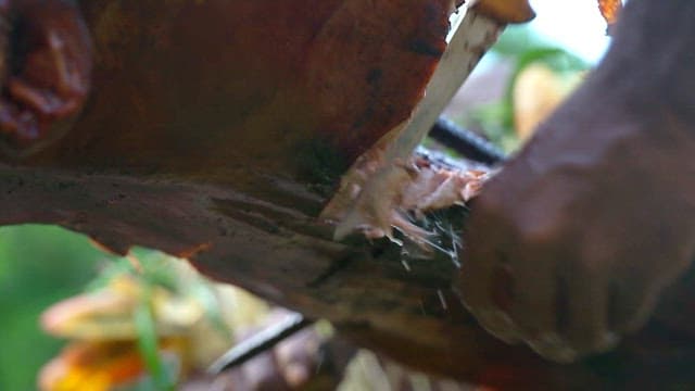 Grilled whole pig barbecue being sliced outdoors