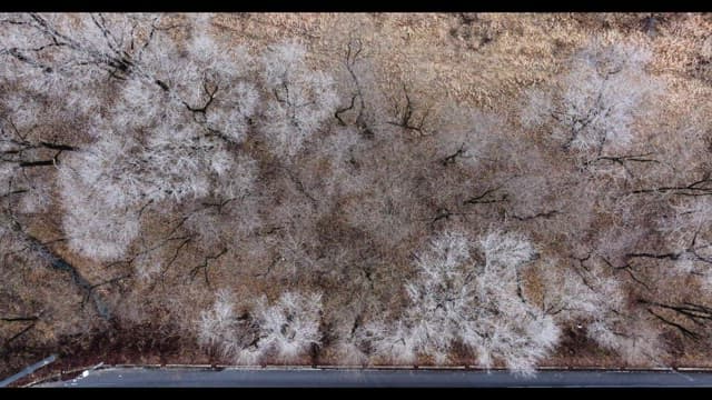 Snow-covered desolate forest full of leafless winter bare trees