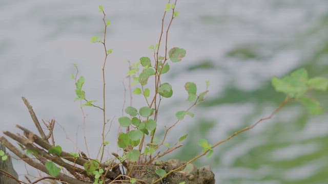 Small plant growing by the water
