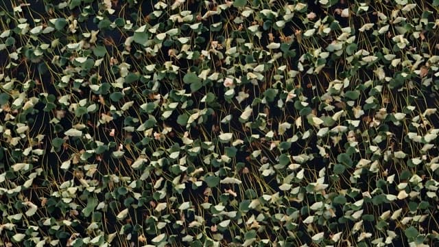 Lush green lotus leaves