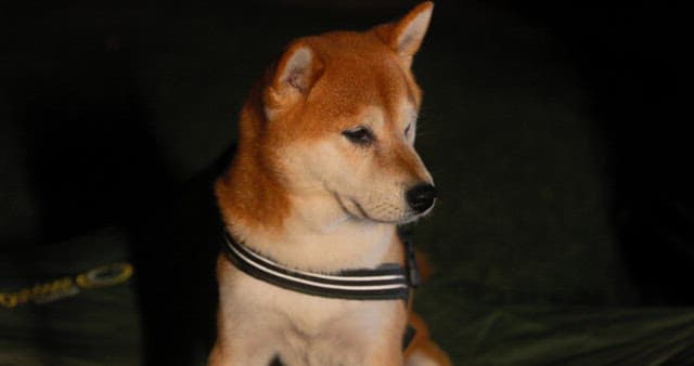 Dog Enjoying Owner's Attention During Camping