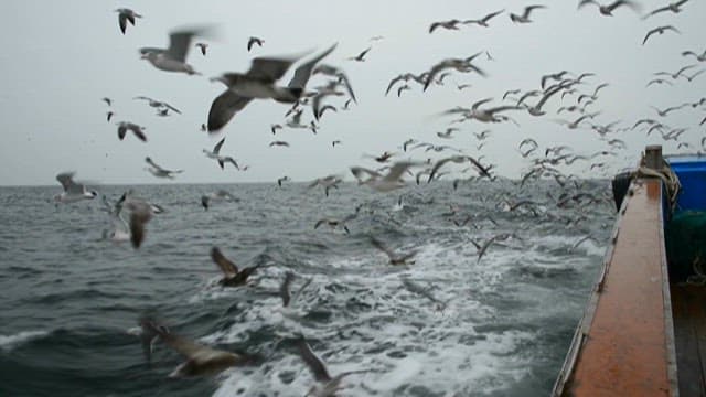 Flock of Seagulls Flying Over the Ocean