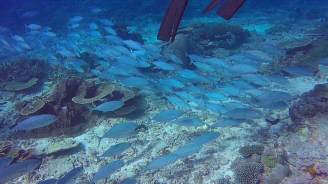 A school of fish swimming over a coral reef