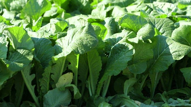 Lush green garden with mustard leaves bathed in sunlight