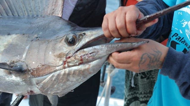 People who caught a large sailfish