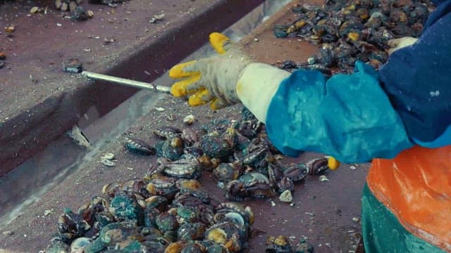 Workers Peeling off Shells of Abalone