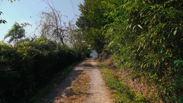 Quiet country road surrounded by lush greenery on a sunny day