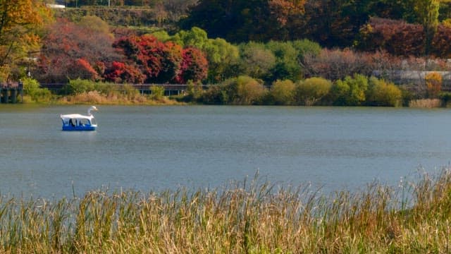Lake with swan-shaped paddle boats passing by against a backdrop of colorful fall foliage