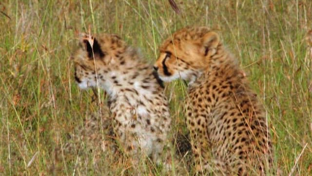 Cheetah Cubs Playing in the Grass