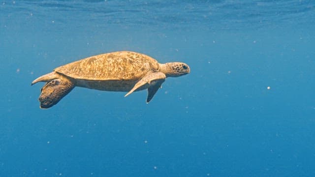 Underwater View of a Swimming Sea Turtle