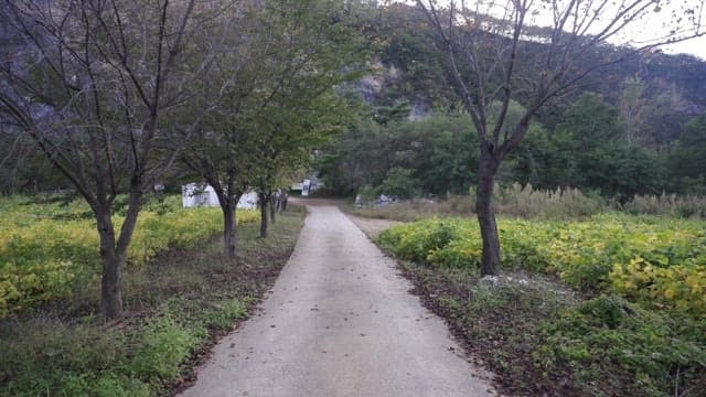 Pathway through a quiet green forest on a cloudy day