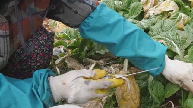 Farmer harvesting fresh vegetable, leaf mustard from a field