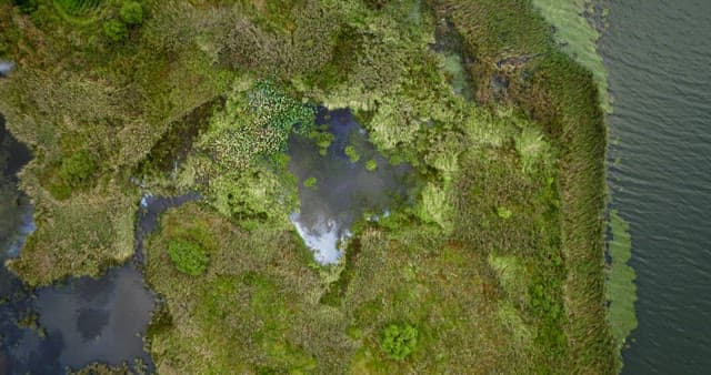 Road surrounded by greenery