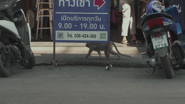 Monkey Walking through a Busy Street Between Parked Motorcycles and a Sign