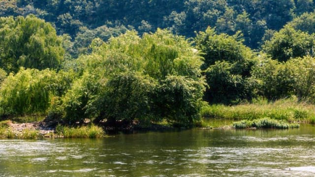 Serene River Surrounded by Lush Trees