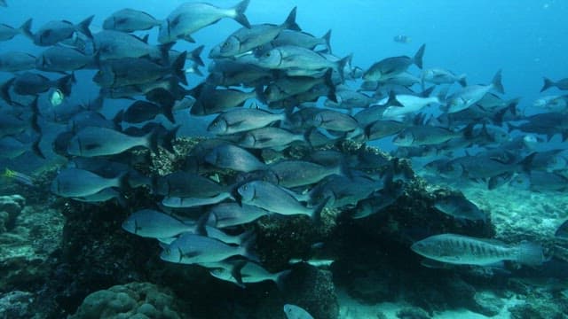 School of Fish Swimming Over Coral Reef