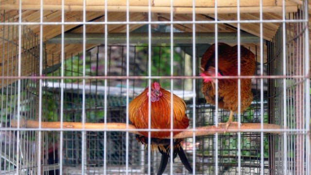 Two vibrant roosters inside a metal cage on a wood