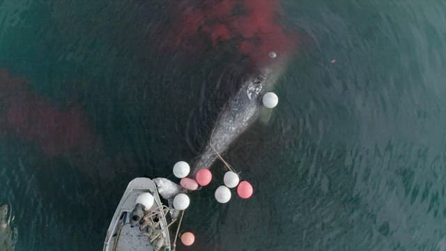 Whale Tied to a Boat and Submerged in the Sea