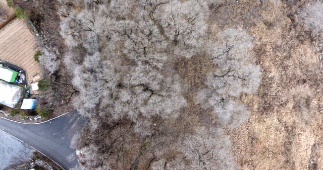 Snow-covered desolate forest full of leafless winter bare trees