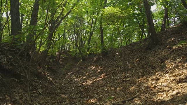 Tranquil Forest Path Surrounded by Greenery