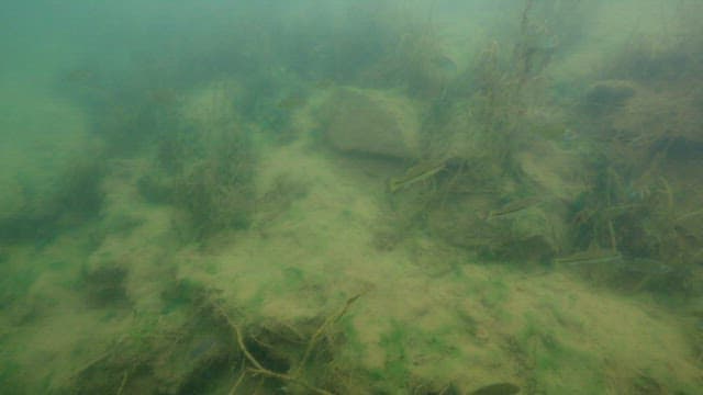 Underwater View of Fish Swimming Amongst Aquatic Plants