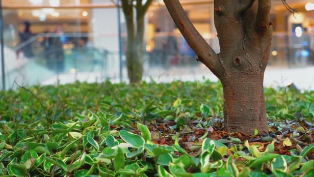 Trees and leaves indoors