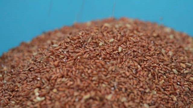 Brown rice grains falling from a rice mill