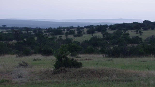Serene African Savannah at Dusk