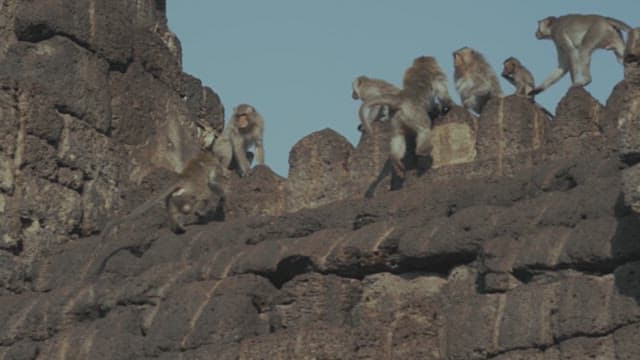 Monkeys Fighting on a Stone Structure in Ancient Temple