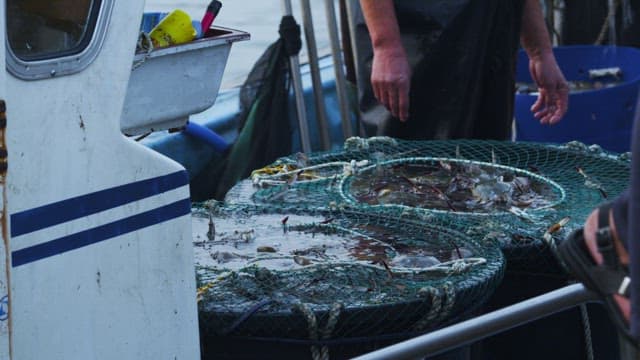 Fishermen Arranging Crabs on Fishing Vessel