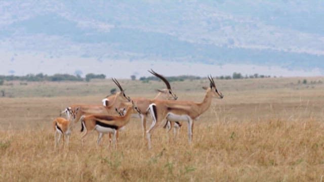 Gazelles Looking Out on the Savannah Plains
