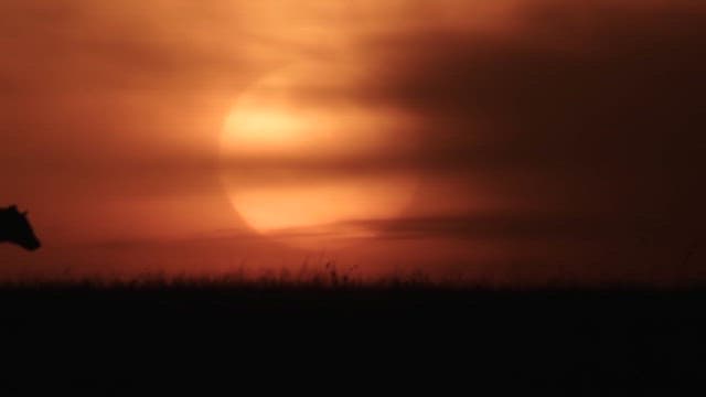 Silhouettes of animals at sunrise on the savanna