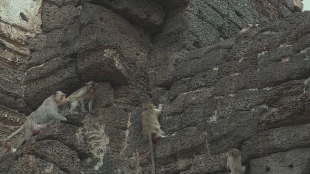 Monkeys Climbing a Rugged Stone Wall in Daylight