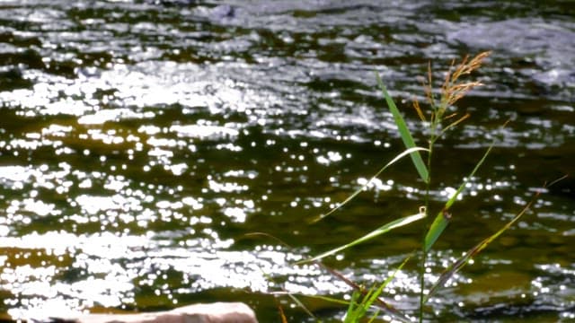 Green bushes and the sparkling waters of a sunlit stream