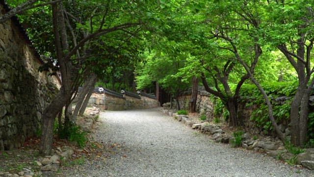 Person walking along a traditional Korean stone wall path lined with trees