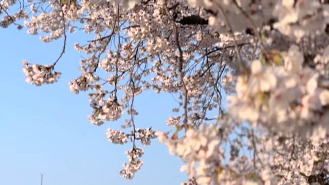 Cherry Blossoms in Full Bloom Swaying in the Wind on a Sunny Day