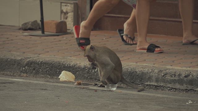 Monkey Rummaging through Trash on the Street