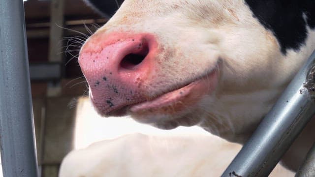 Nose of a cow chewing cud in a barn