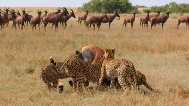 Cheetahs Hunting in Savannah